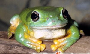 Litoria splendida