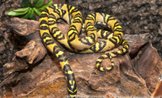 Euprepiophis mandarinus – wąż mandaryński