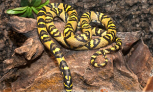 Euprepiophis mandarinus – wąż mandaryński