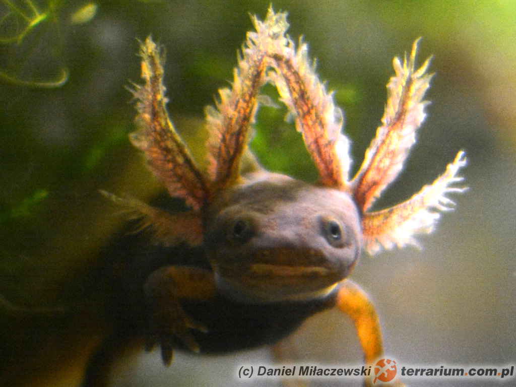 Tylototriton shanjing – traszka mandaryńska