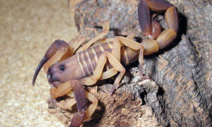 Babycurus gigas