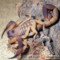 Babycurus gigas – skorpion