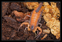Rhopalurus junceus