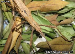 Malacomorpha cyllarus