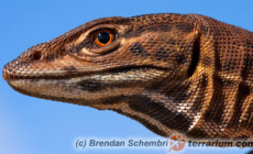 Varanus eremius