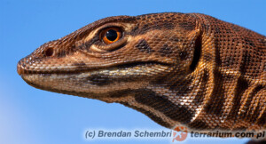 Varanus eremius