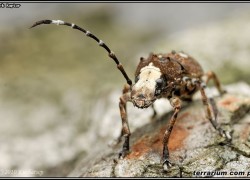 Anthribidae – kobielatkowate