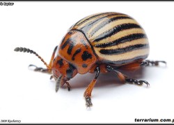 Chrysomelidae – stonkowate