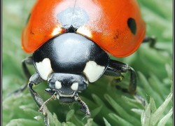 Coccinellidae – biedronkowate