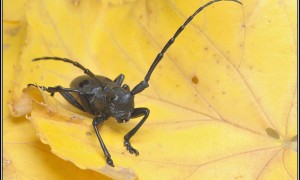 Coleoptera – chrząszcze