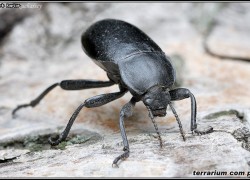 Tenebrionidae – czarnuchowate