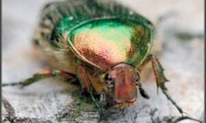 Scarabaeidae – poświętnikowate