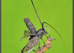 Cerambycidae – kózkowate