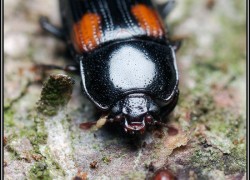 Nitidulidae – łyszczynkowate