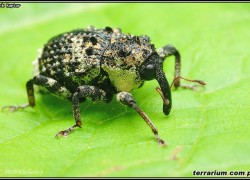 Curculionidae – ryjkowcowate