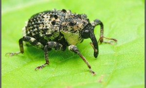 Curculionidae – ryjkowcowate