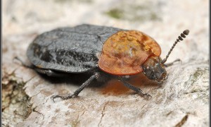 Silphidae – omarlicowate