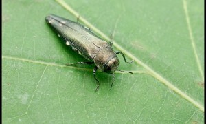 Buprestidae – bogatkowate