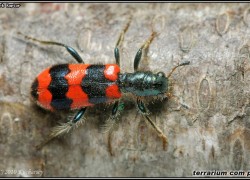 Cleridae – przekraskowate