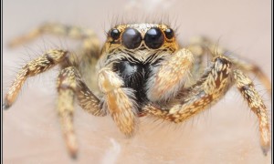 Salticidae – skakunowate, skakuny