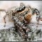 Skakunowate (Salticidae) – Lista gatunków występujących w Polsce