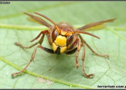 Hymenoptera – błonkoskrzydłe