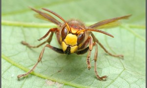 Hymenoptera – błonkoskrzydłe