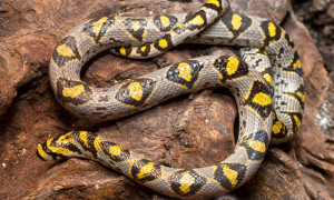 Wymioty u węży – przyczyny, zapobieganie, leczenie