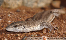 Varanus brevicauda – waran karłowaty