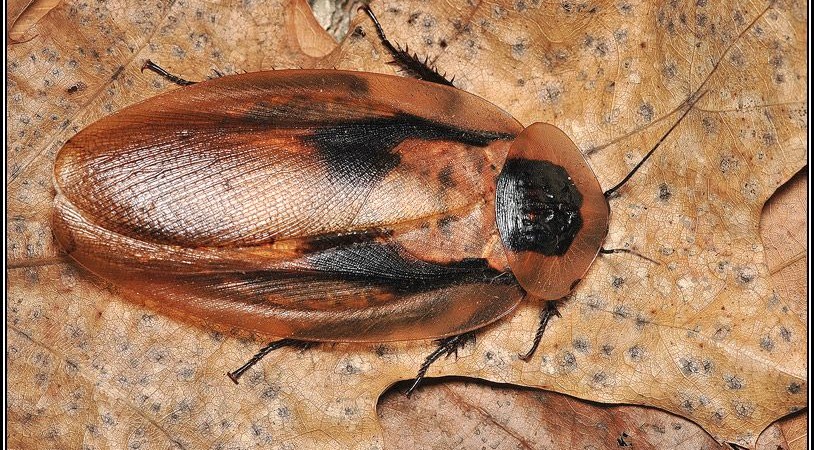 Blaberus craniifer – karaczan brazylijski*