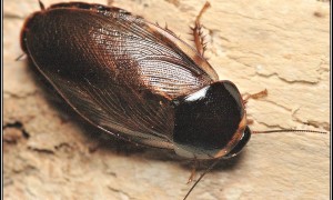Pycnoscelus surinamensis – karaczan surinamski