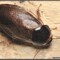 Pycnoscelus surinamensis – karaczan surinamski