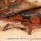 Hemitheconyx caudicinctus – eublefar gruboogonowy, gekon gruboogonowy*