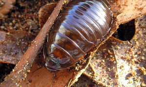 Macropanesthia rhinoceros