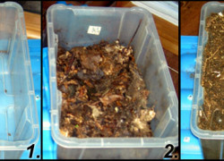 Podłoże oraz żywienie w hodowli chrząszczy egzotycznych