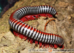 Tonkinbolus dollfusi