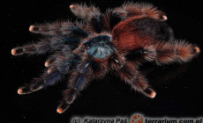 Avicularia braunshauseni – ptasznik
