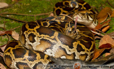 Python molurus – pyton tygrysi