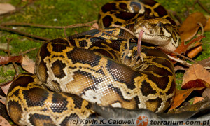 Python molurus – pyton tygrysi