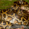 Python molurus – pyton tygrysi