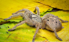 Pterinochilus lugardi – ptasznik