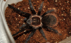 Tliltocatl sp. 'angustum’ – ptasznik