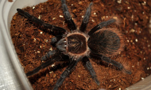 Tliltocatl (Brachypelma) sp. „angustum”