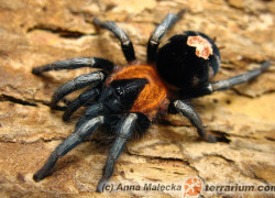 Cyriocosmus elegans – ptasznik