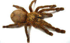 Caribena laeta – ptasznik