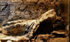 Terraria dla ptaszników – pomysły na wystrój