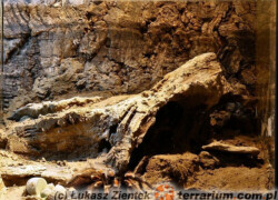 Terrarium dla ptaszników