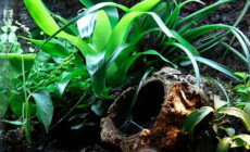 Terraria dla ptaszników nadrzewnych