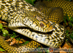 Elaphe carinata – wąż śmierdziel