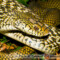 Elaphe carinata – wąż śmierdziel